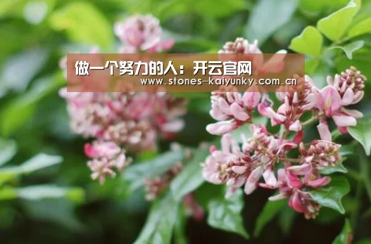 做一个努力的人：开云官网